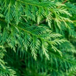 Cedar