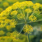 Galbanum