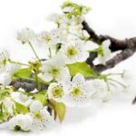 Pear blossom