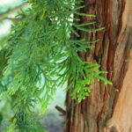 Hinoki