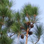 Pine