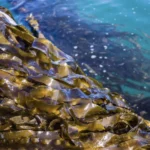 Seaweed